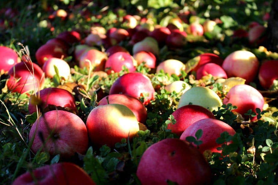 Eskimos: Zakończyliśmy przygotowania do rozpoczęcia akcji zagospodarowania jabłka przemysłowego