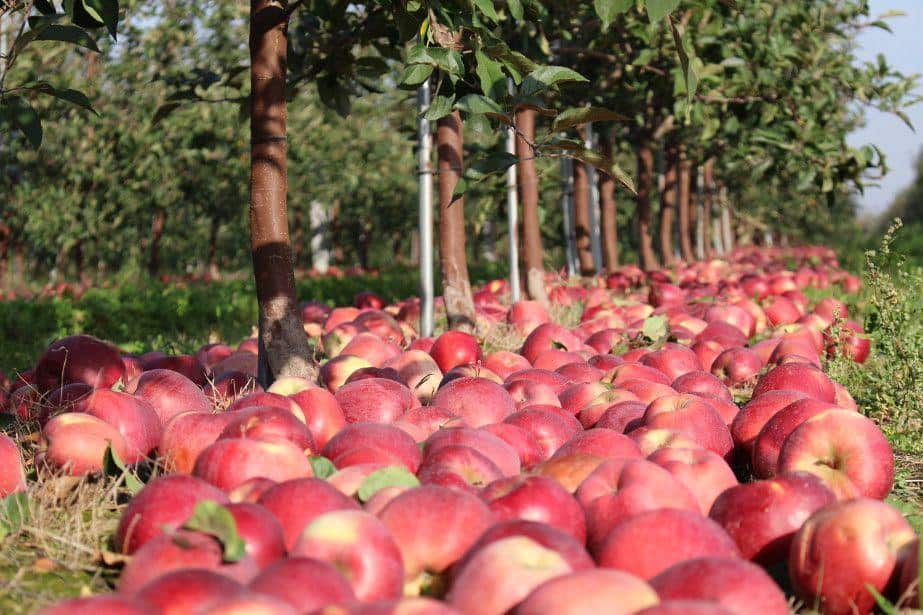 W sprawie domniemanej zmowy cenowej