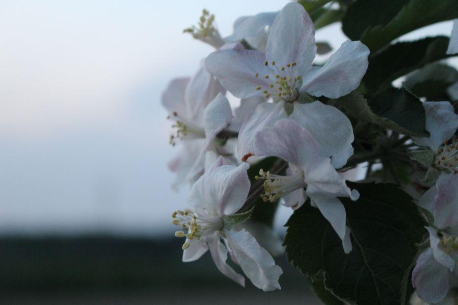 KOMUNIKAT SKS 9 2018-05-04, Jabłonie, grusze