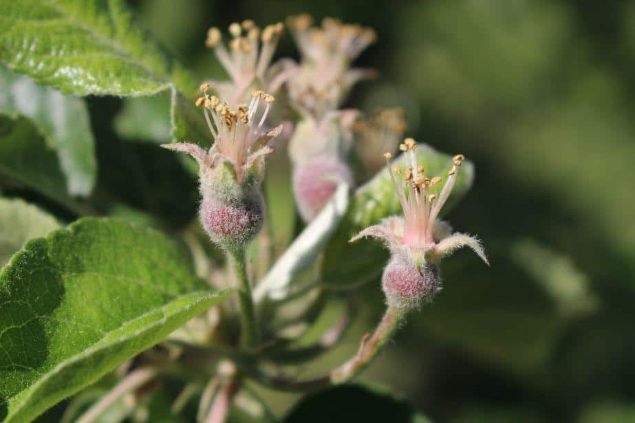 KOMUNIKAT SKS 10 2018-05-08, Jabłonie