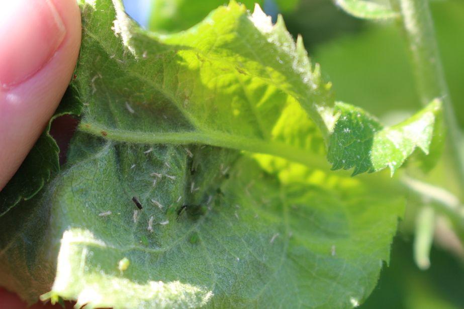 Komunikat dla jabłoni 8.05, Dominik Poszywała