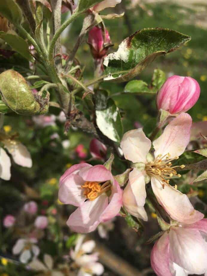 Co podać po przymrozku? Komunikat D. Poszywała