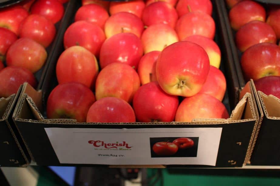 Cherish™ i Novablue®  – nowe pomysły na zdobycie azjatyckich rynków