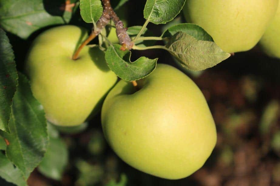 Ceny za Galę i Goldena mogą przekroczyć nawet 3 zł/kg. Przemysł ok. 0,60 zł/kg – Profesor Makosz