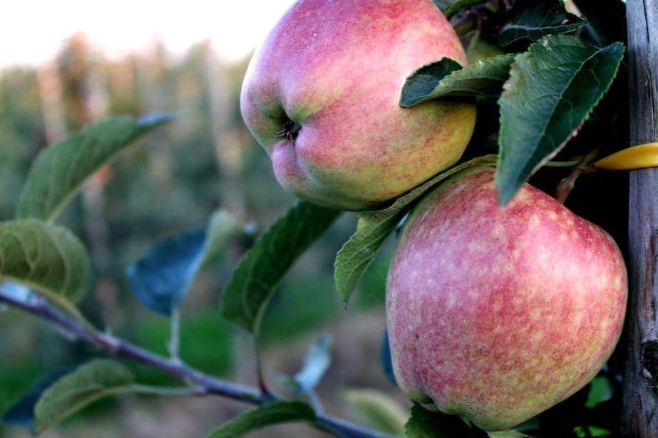 Rosjanie nie przestają inwestować w produkcję owoców