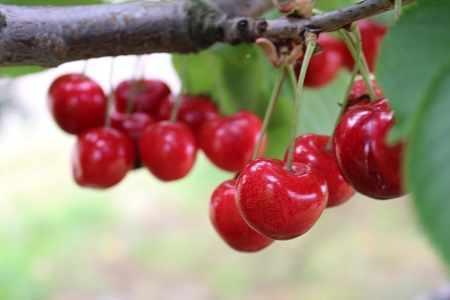 W Belgii grasują złodzieje czereśni 