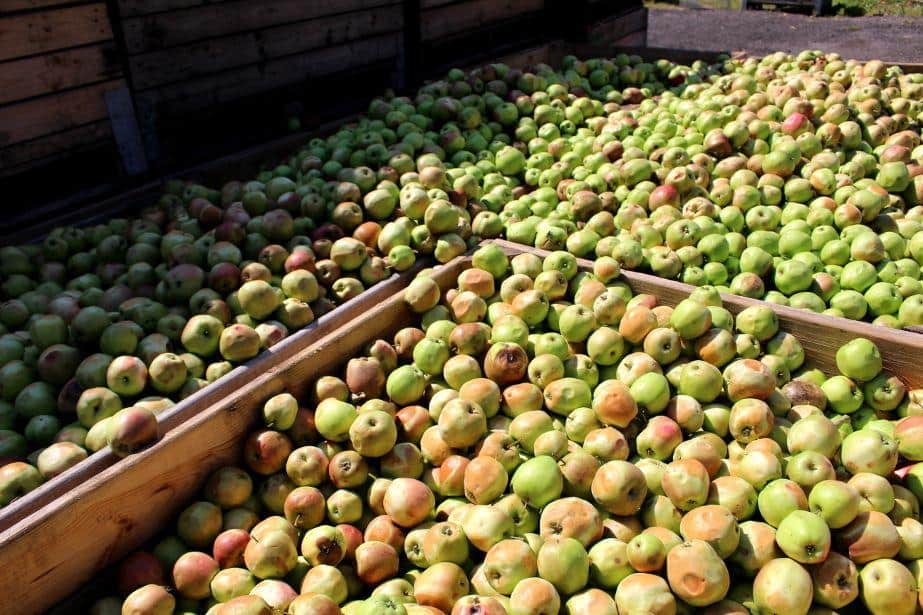 Skup interwencyjny w Elizówce: Limit dzienny dla sadownika 5 ton