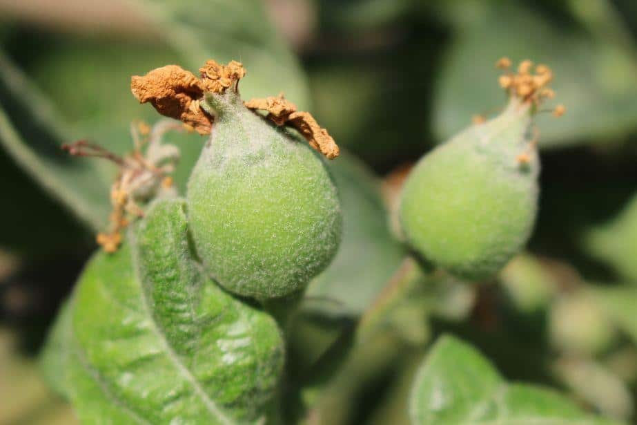 Komunikat dla jabłoni 14.05, Dominik Poszywała