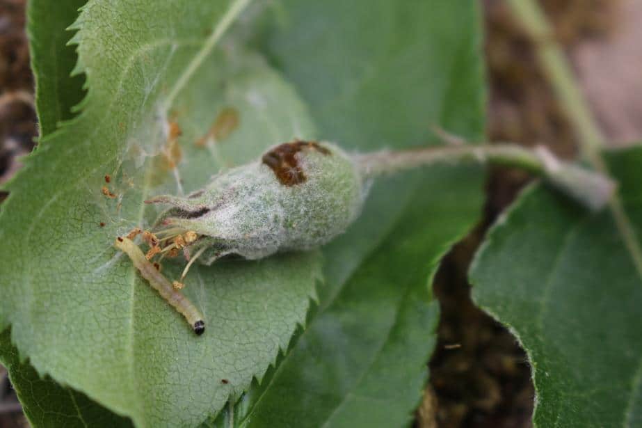 Projekt SAD MINIMUM POZOSTAŁOŚCI cz. 5, Ochrona przed parchem, nawożenie dolistne, zwójki