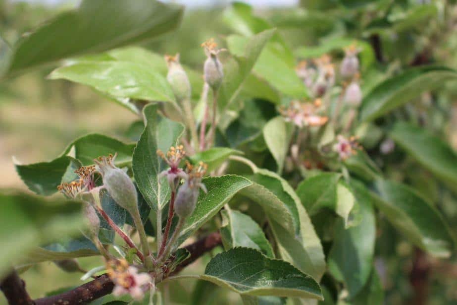 KOMUNIKAT SADOWNICZY FA (SKS) NR 6, Jabłonie/grusze