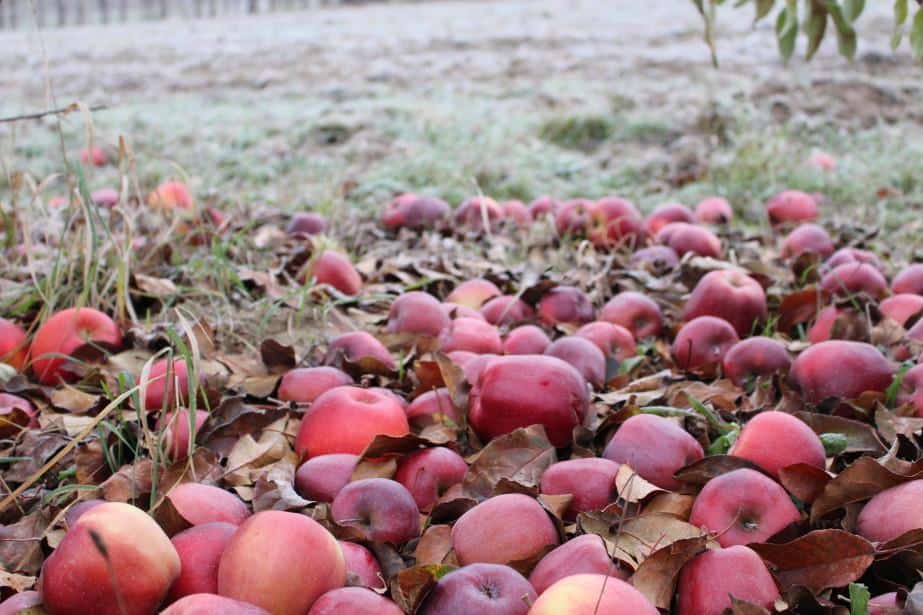 Są sadownicy, którzy nie dostarczyli jabłek pomimo zapłaty