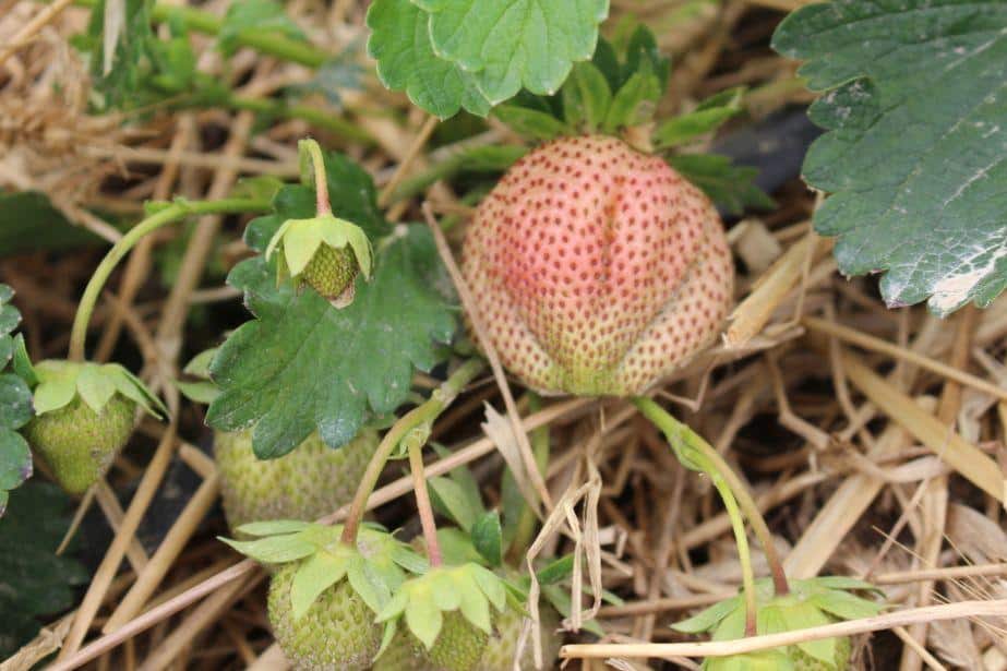 Sytuacja na plantacjach truskawek – szara pleśń