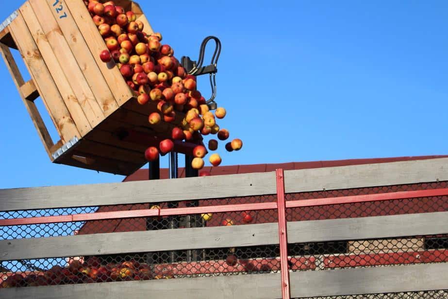 Skup interwencyjny: Skupujący bankrutują, będą pierwsze pozwy?