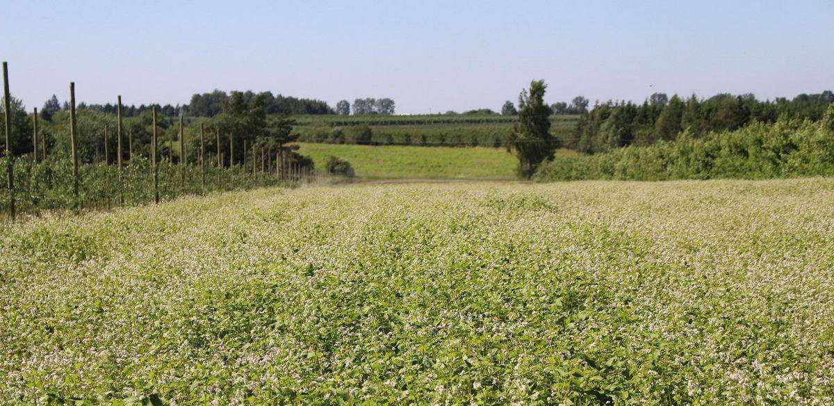 Francja: Rośnie liczba samobójstw wśród rolników