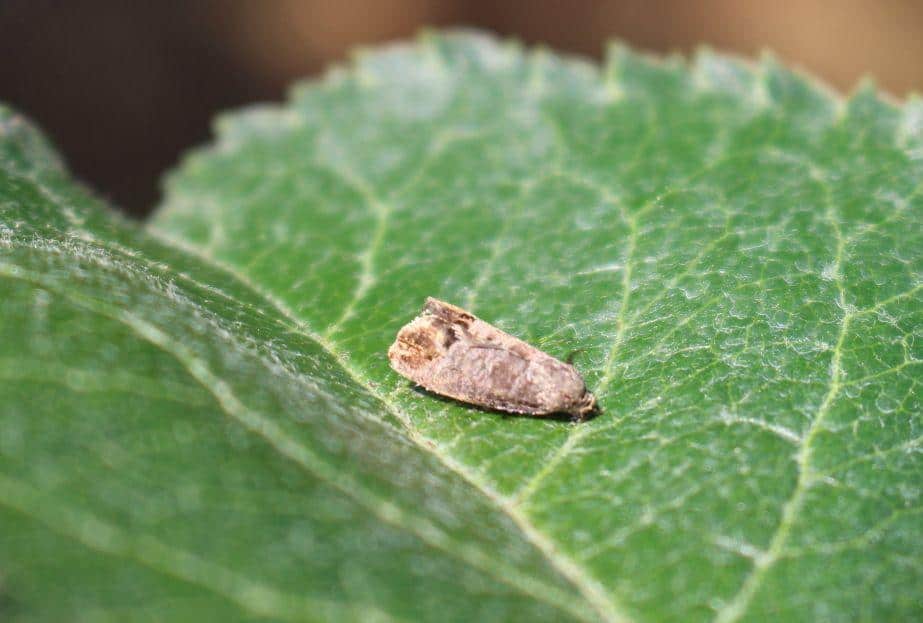 KOMUNIKAT SKS 14 2018-05-30, Jabłonie