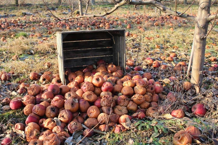  „Dziel i rządź”?