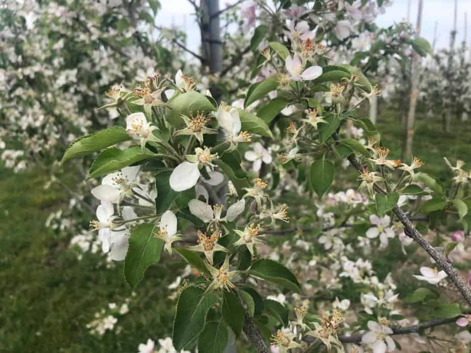 KOMUNIKAT GEP 04.05.2018 – Owoce ziarnkowe, EXPANDO