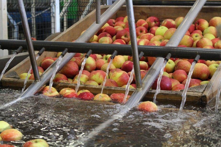 „OWOC SANDOMIERSKI