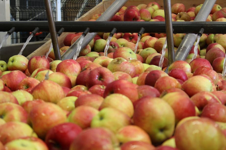 Aktualne ceny jabłek deserowych w grupach producenckich – 08.01.2020