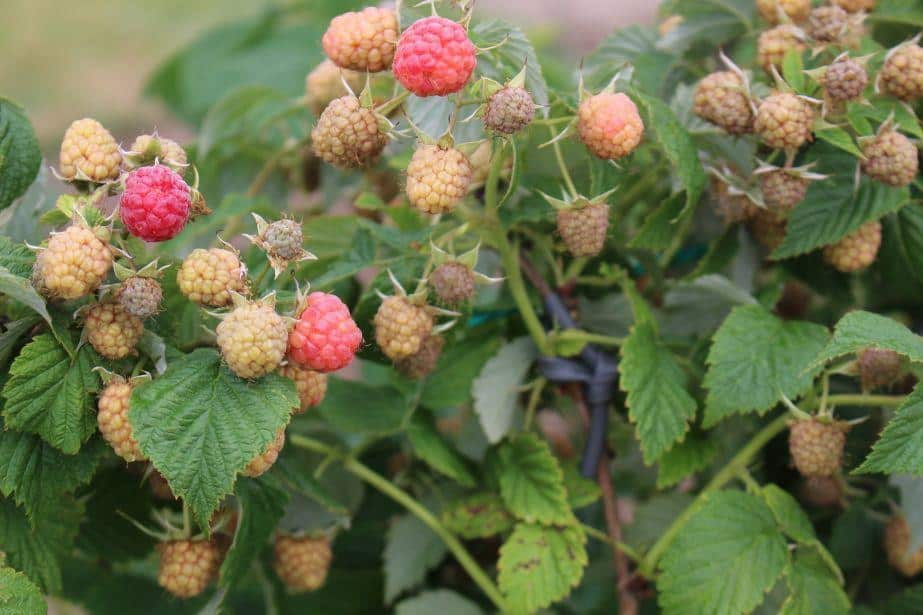 Skupy:  „Bezcenne” owoce! Kto się na to godzi?!