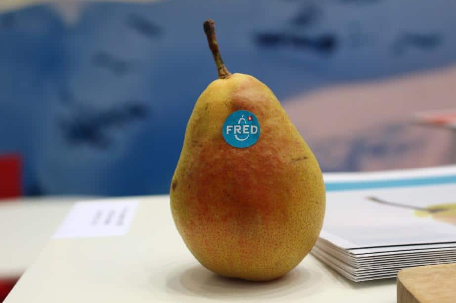 Nowa odmiana gruszek – FRED® 