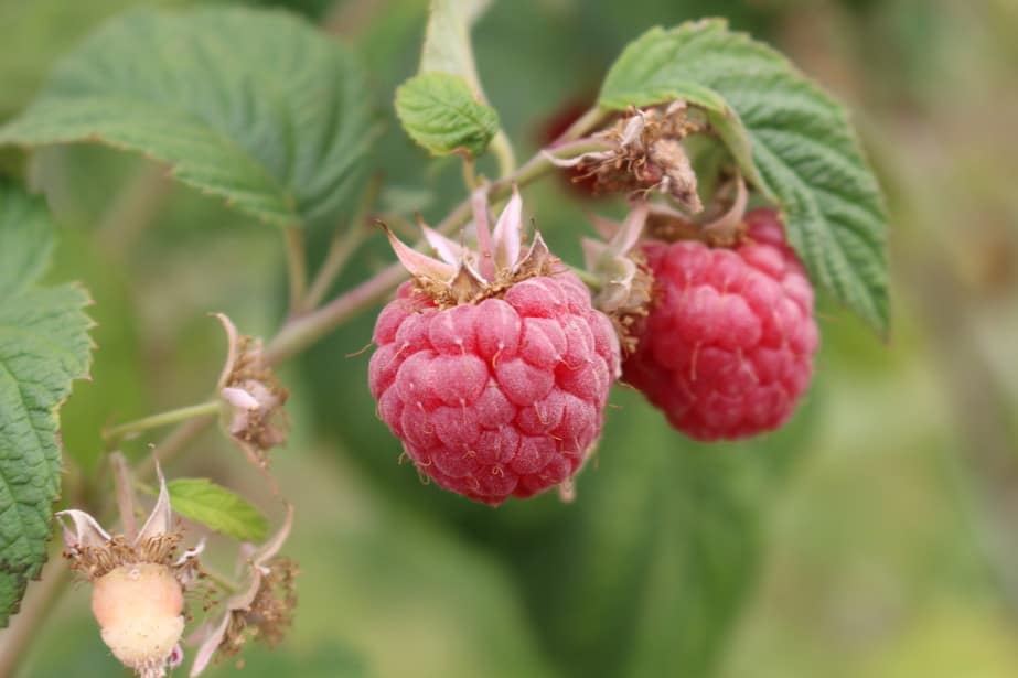 TB Fruit będzie mrozić owoce na Ukrainie, zamiast w Polsce