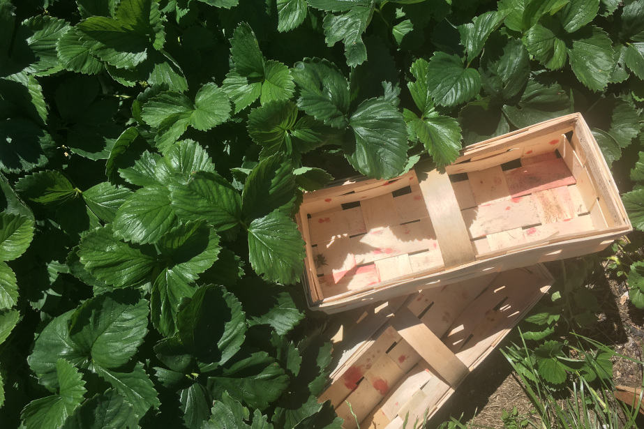 Plastik, tektura czy łuszczka drzewna? W co najlepiej zbierać owoce miękkie?