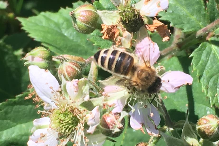 Jeżyna po kwitnieniu – sytuacja na plantacji