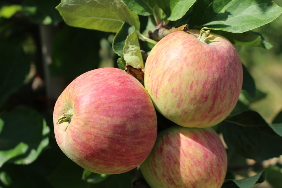 Koronawirus: Chiny tracą odbiorców żywności