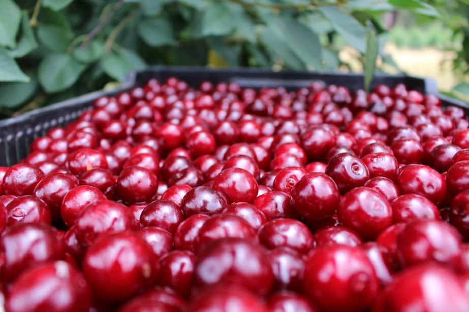 Wiśnia na mrożenie już 3,40 zł/kg