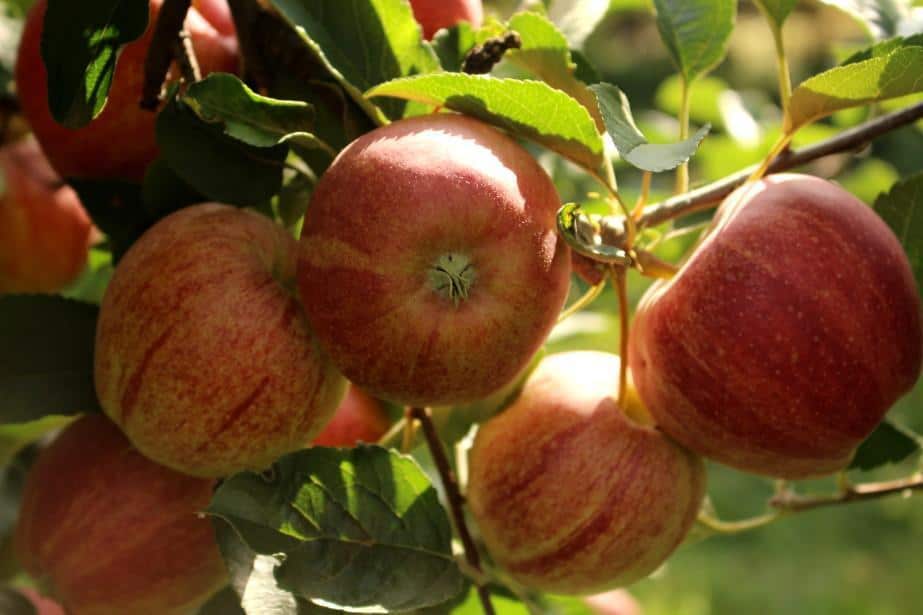 Strategie „Od pola do stołu” oraz „Zielony Ład”.  Jaka przyszłość czeka polskie rolnictwo? 