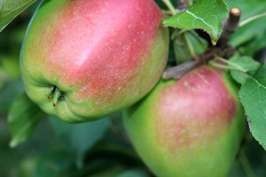 Duża wilgotność – konieczne zabiegi przedzbiorcze, D. Poszywała, 25.09