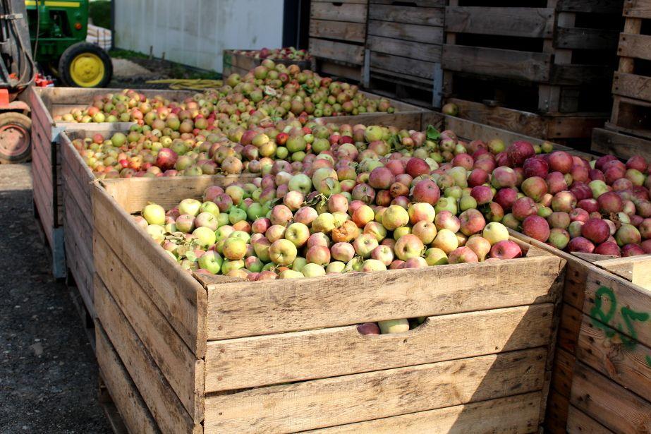 Skupy na Lubelszczyźnie obniżają cenę na 45 groszy