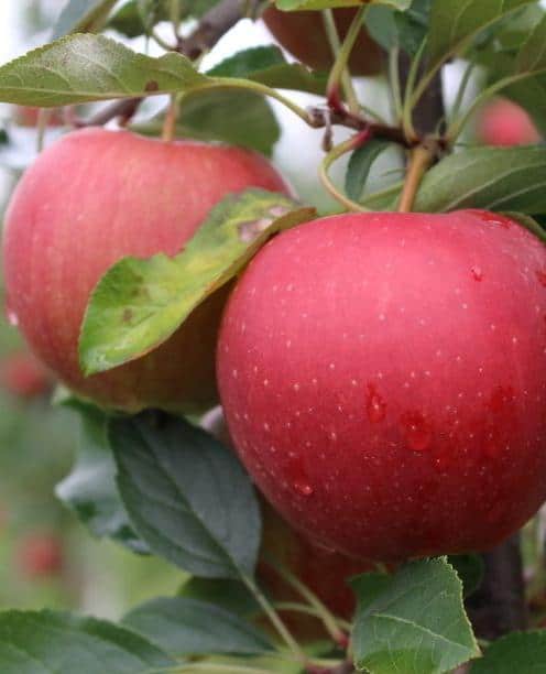 Jaki sport Gali wybrać? „Zanim założysz sad, sprzedaj jabłka”