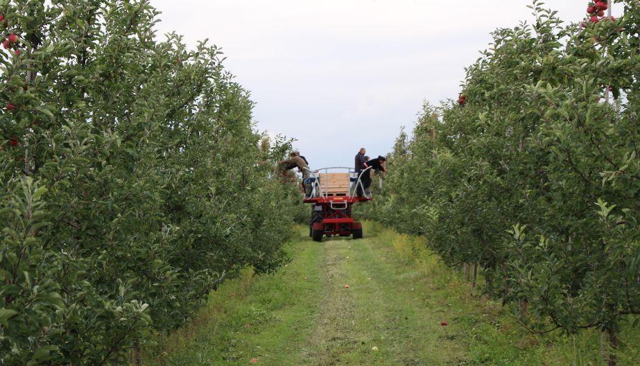 ABC jesiennej agrotechniki jabłoni – wyjaśnia Tomasz Sikora, Arysta LifeScience, Polecamy!