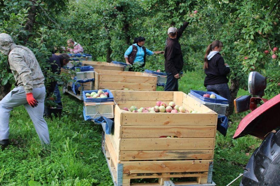 O tym, jak trudno znaleźć pracownika do rwania jabłek