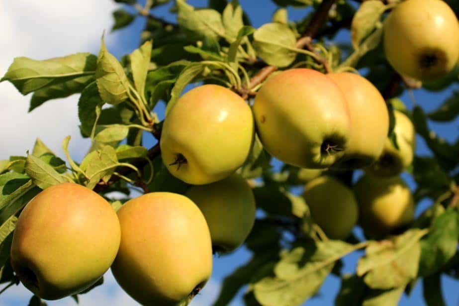Golden Delicious: zielony czy żółty?