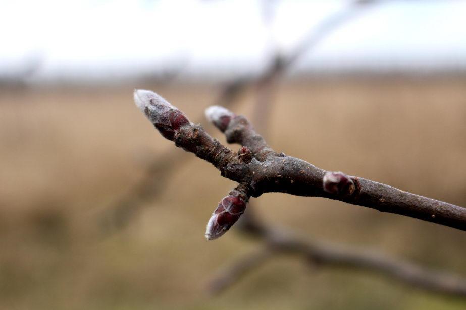 Przygotuj się na walkę z przędziorkami 