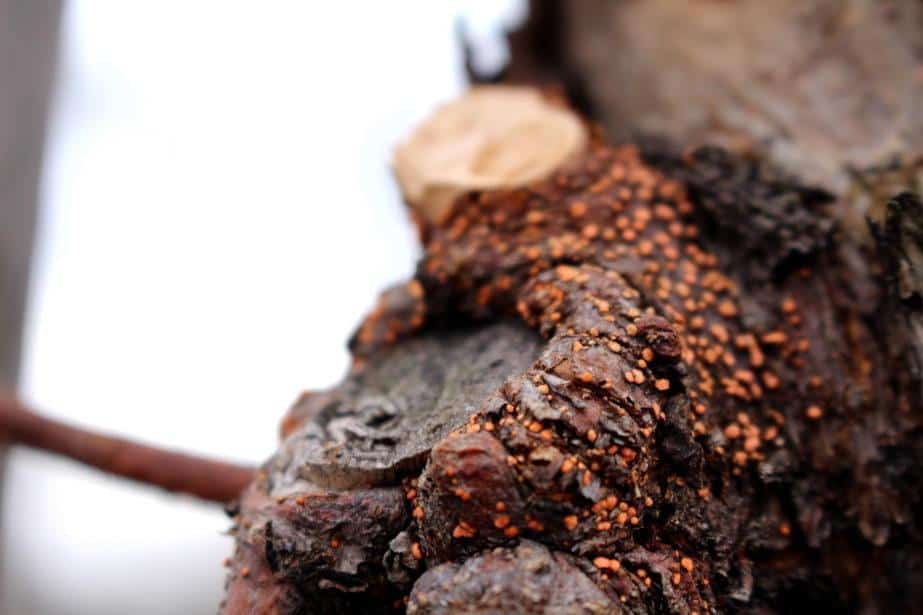  Nectria galligena – infekcje. Zabiegi nie tylko po cięciu