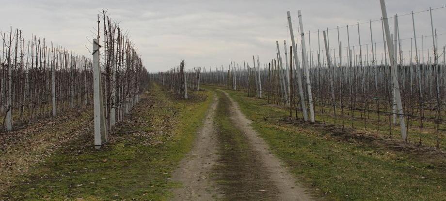 Stosowanie herbicydów w sadach w okresie zimowego spoczynku drzew? Wyjaśnia Małgorzata Dulska, ekspert śor Synthos Agro