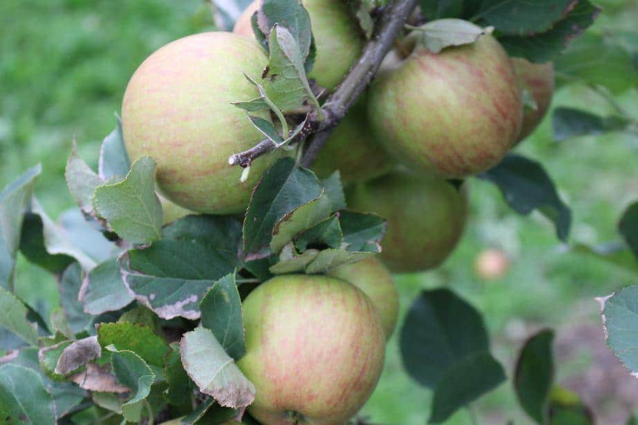 Dlaczego Szampion słabo się wybarwia? P. Zieliński, Agro Activ