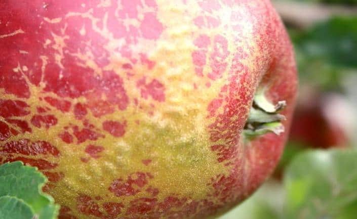 Brytyjskie supermarkety Tesco będą sprzedawały jabłka uszkodzone w wyniku przymrozków