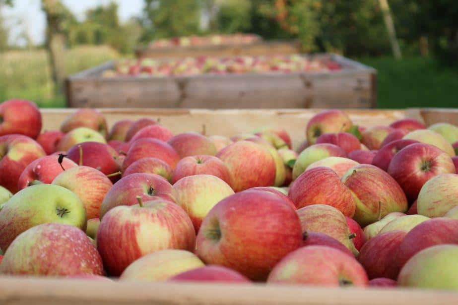 Związek Sadowników RP: W tym sezonie jest szansa na racjonalne ceny