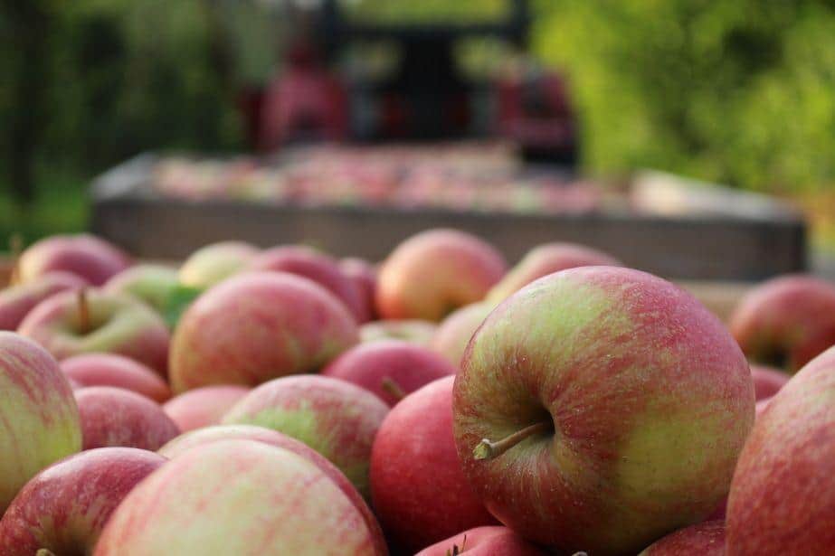 Fruvitaland jest winna sadownikom 11 milionów złotych