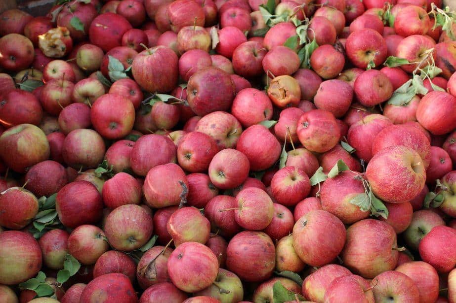 Sadownicy zbuntowali się – skupy szukają towaru