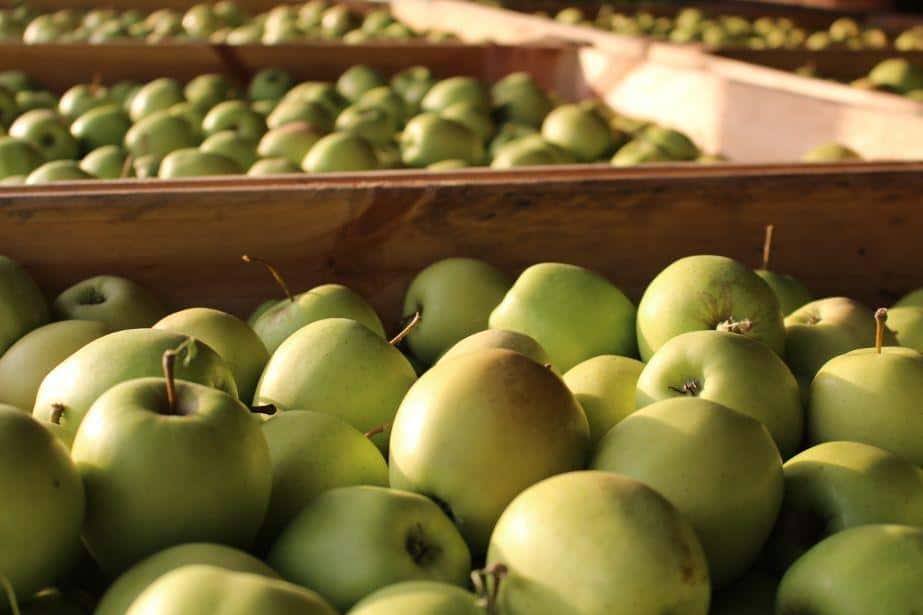 Ile kosztują polskie jabłka na rynkach hurtowych w Niemczech?