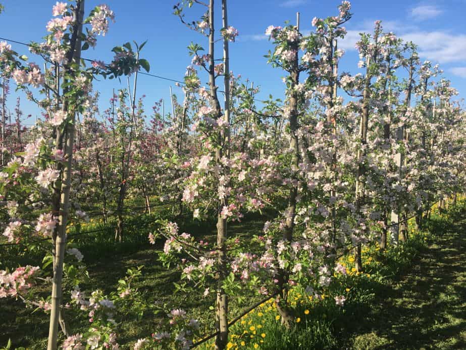 KOMUNIKAT SKS 7 2018-04-27 UWAGA PARCH JABŁONI