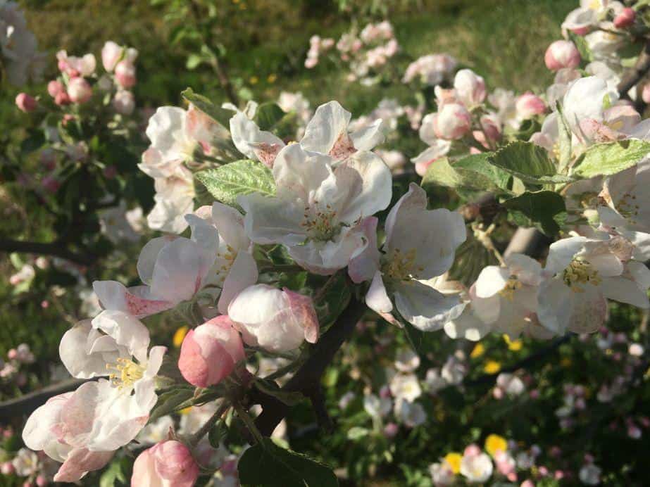 Komunikat dla jabłoni 27.04, Dominik Poszywała
