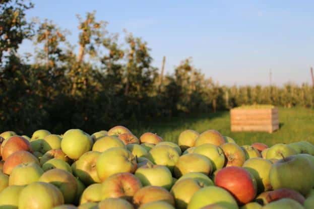 Ceny referencyjne – Minister znalazł sposób na zaniżane ceny jabłek i owoców miękkich?