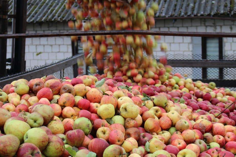 Ile zarobią skupy na dowozie jabłek przemysłowych?